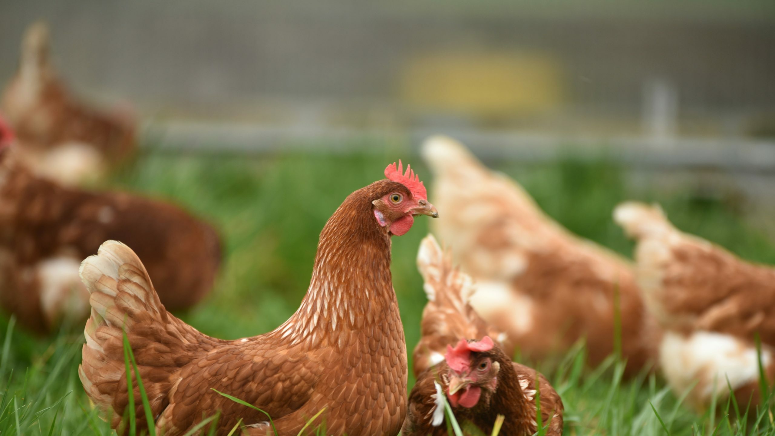 Automated Poultry Diseases Diagnostics using Deep Learning