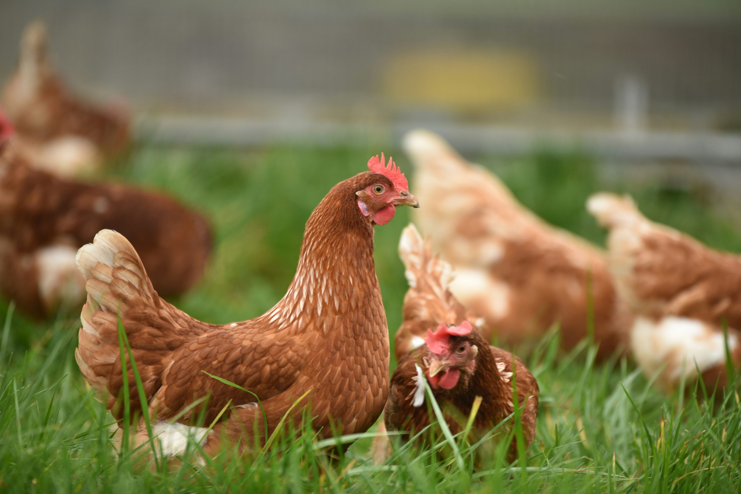 Automated Poultry Diseases Diagnostics using Deep Learning